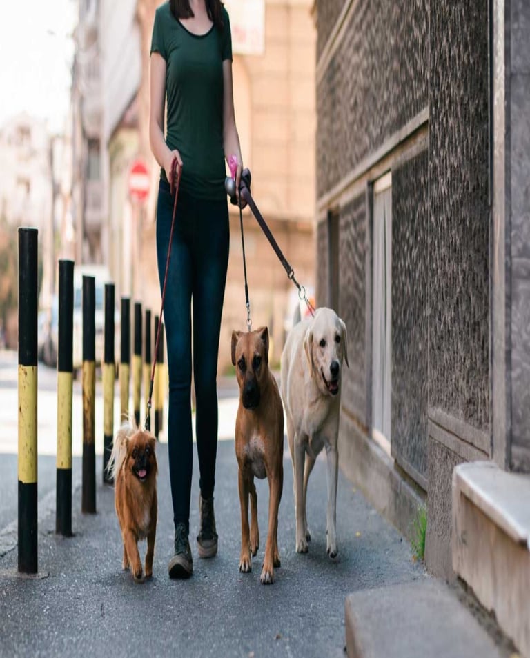 Dog walker and cleaner in Hartlepool – Reliable, Friendly & Local!