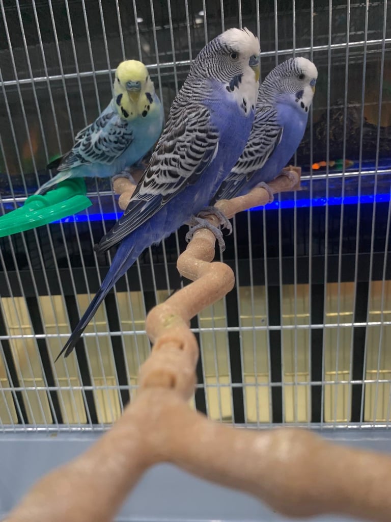 4 Budgies and cage 