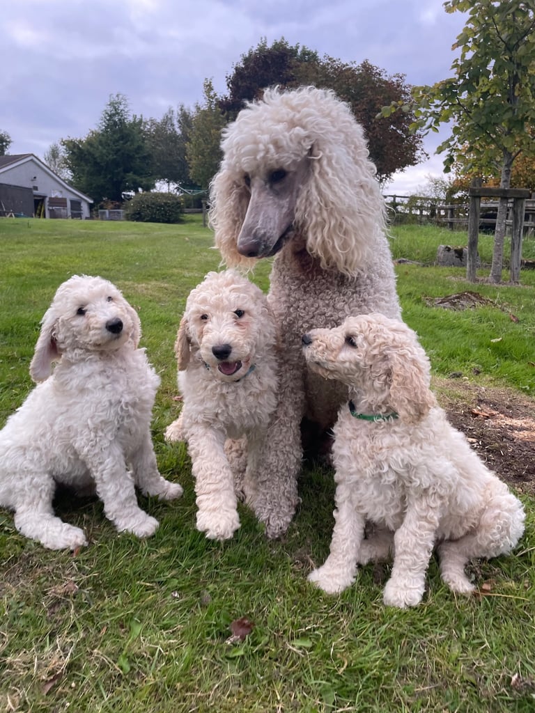 Standard poodle - update - last girl and 3 boys 