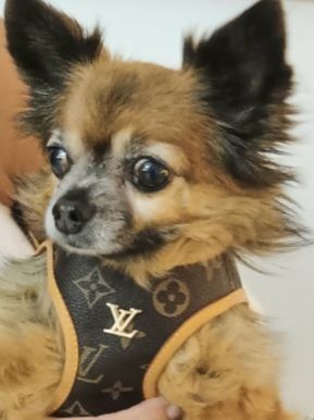 Louis Vuitton dog harness & lead