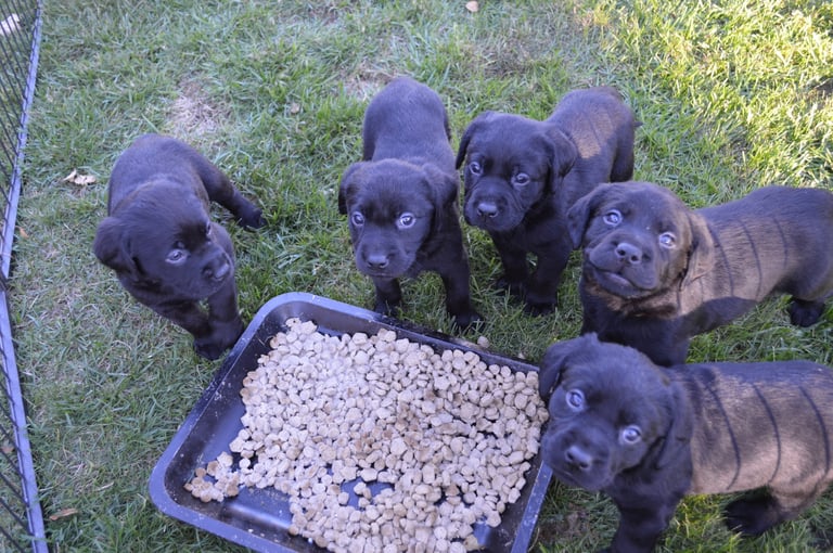 KC Reg Black Labrador Puppies