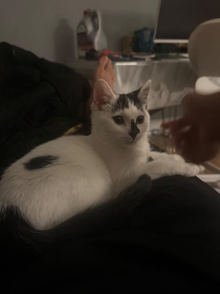 A beautiful, lovely and friendly kitten nearly 36 weeks old