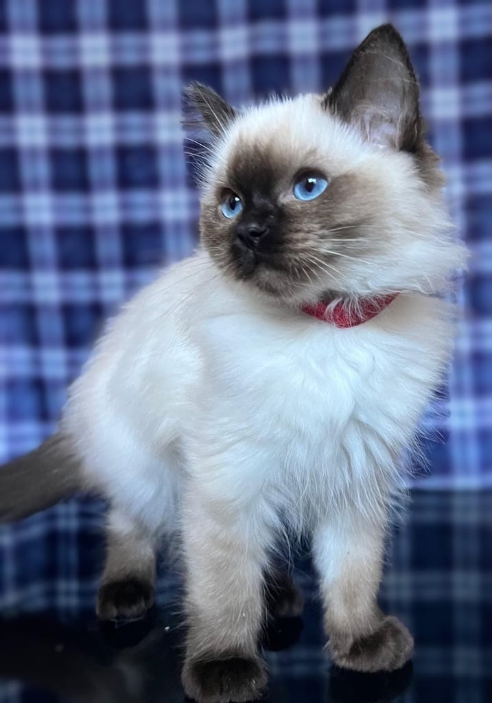 1 Adorable Ragdoll Boy left & Looking for Their Loving Home 