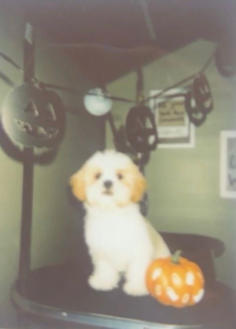 4 month old Shih Tzu