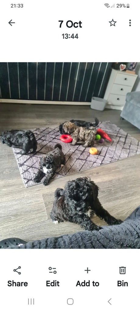 Beautiful shihpoo puppies 