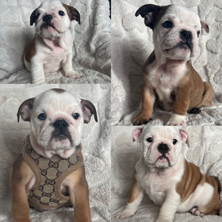 KC Reg British bulldog puppies 