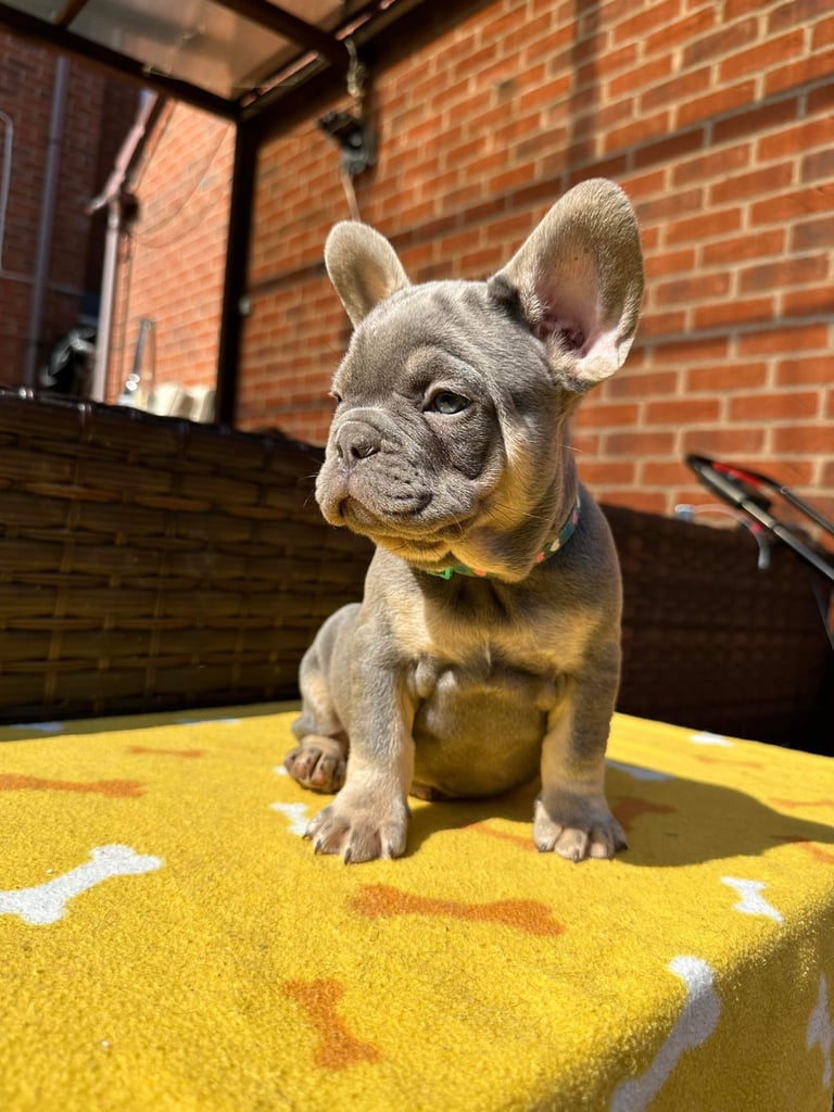 Carry fluffy French bulldog puppies KC reg READY TO GO