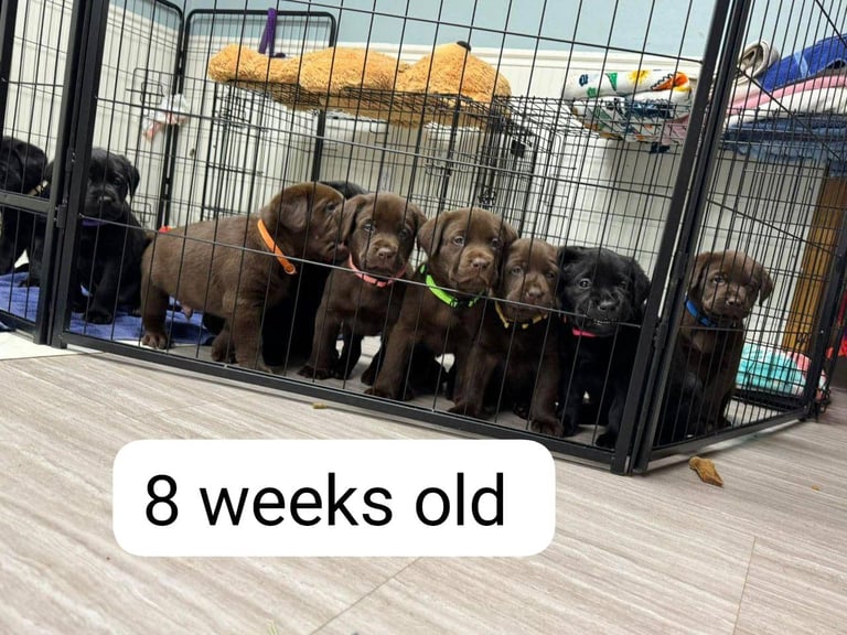 Labrador retriever puppies. 