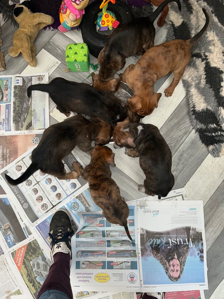 Working Spaniel bitch/Belgium Malinois