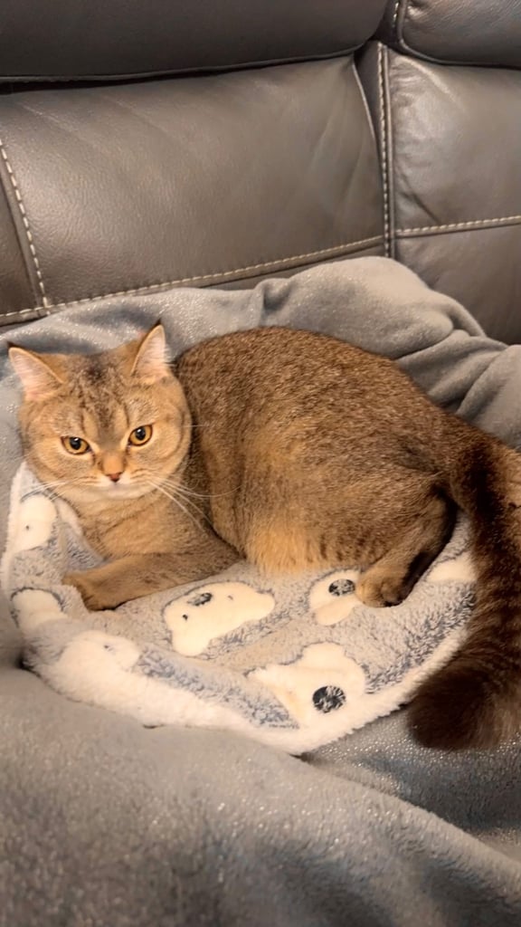 Friendly female golden shaded British shorthair kitten