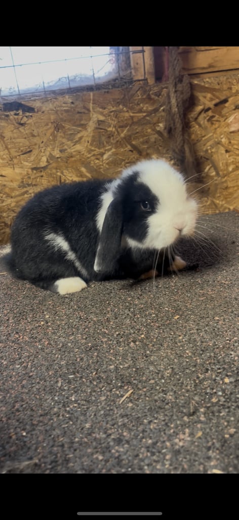 Mini lop buck 