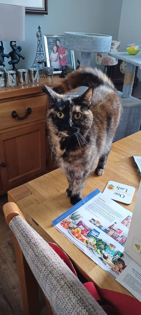 Beautiful Cats requiring their forever home