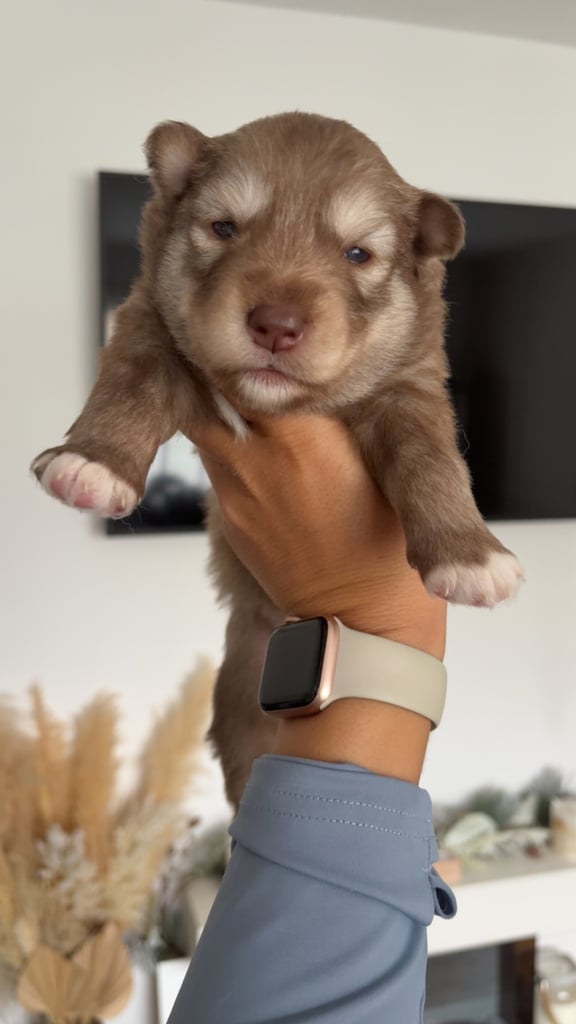 Pedigree Siberian Husky Puppies For Sale
