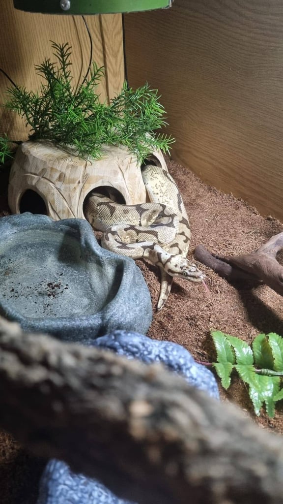 5 Year Old Male Ball Python