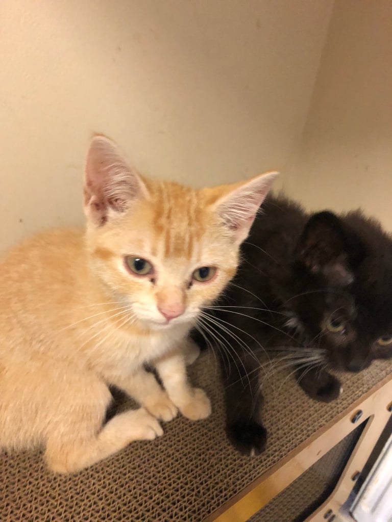 Kittens