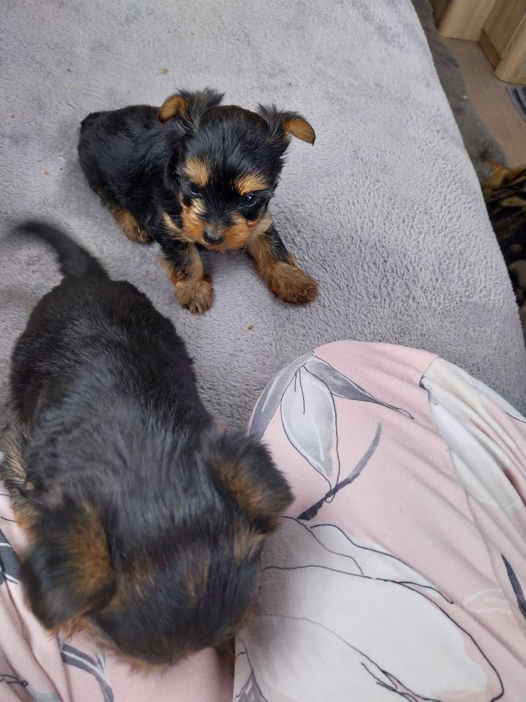 2 Yorkshire terror puppies 