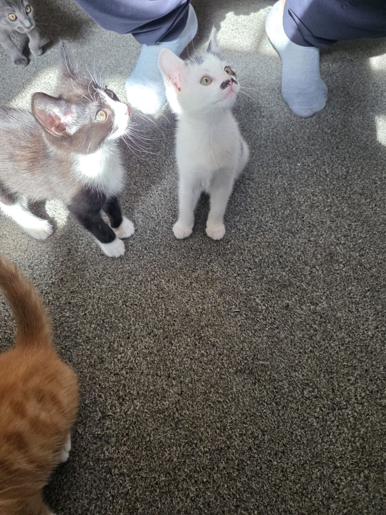 Kittens for sale