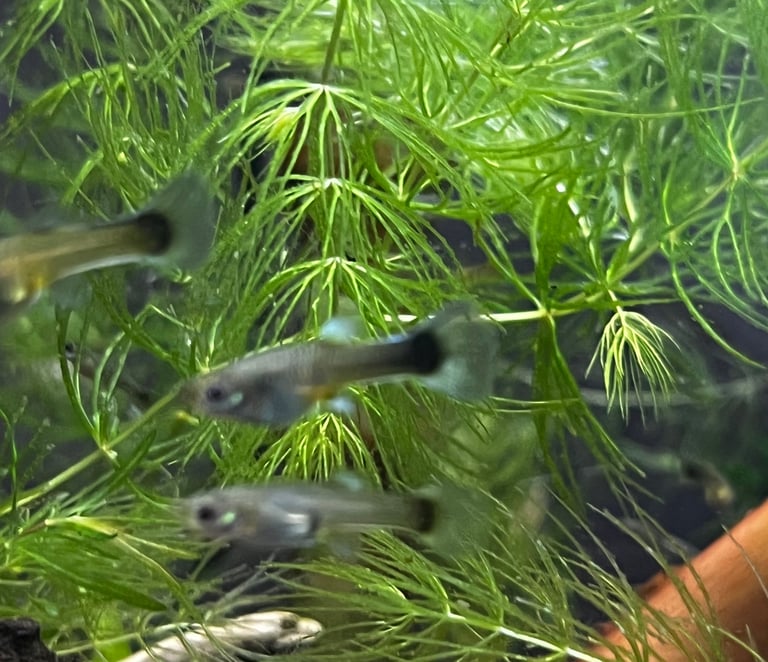 Young fancy guppies 
