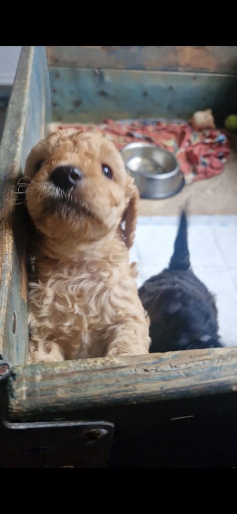 Cockapoo pups (K2)