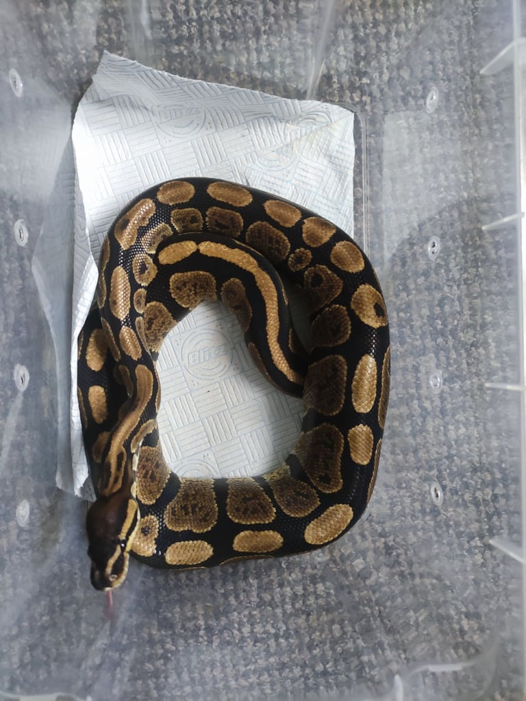 Female ball python 