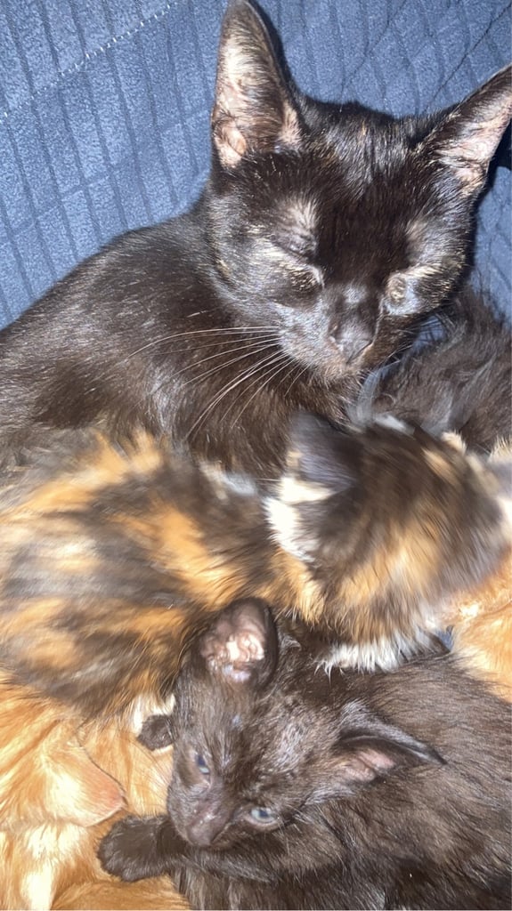 KITTENS FOR SALE 