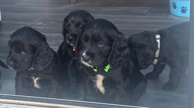 Beautiful cocker spaniels 