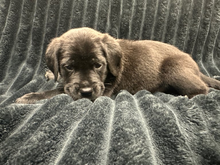 Cane corso puppies