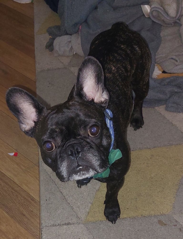 2 female french bulldog puppies merle 