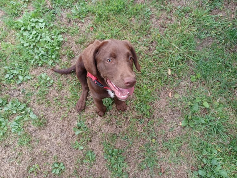 7 month old Springerdor