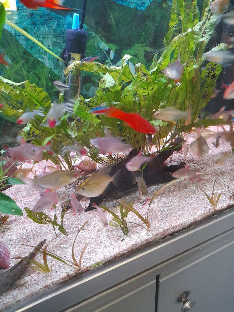 Tropical fish for sale 