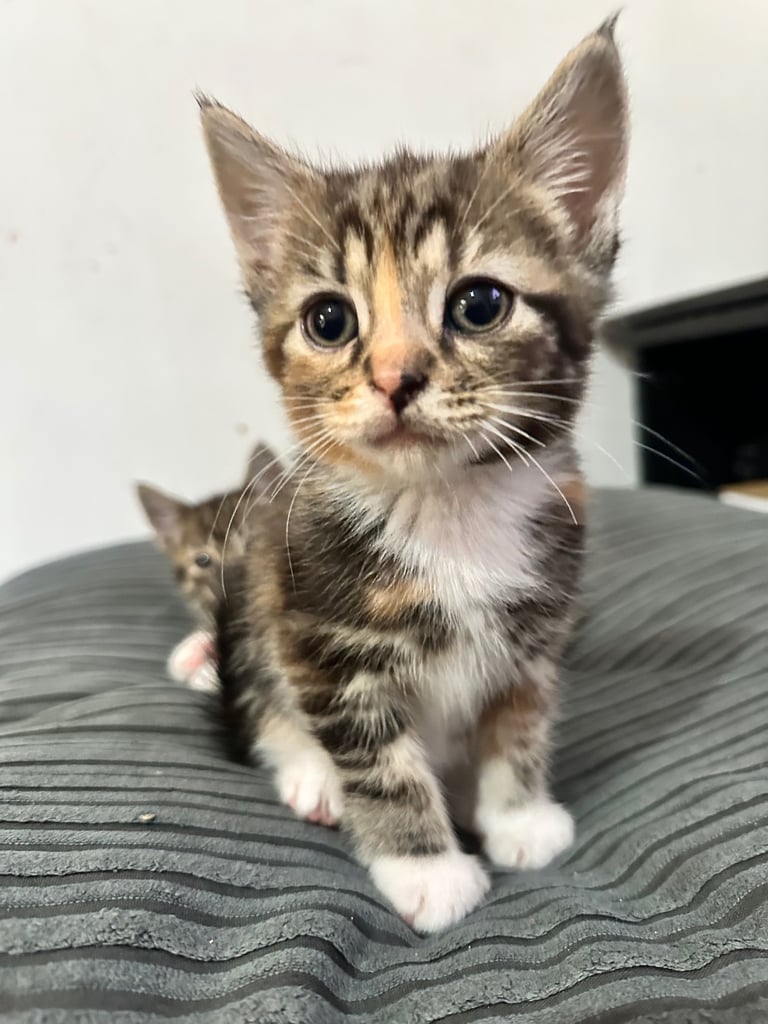 🐾 Adorable Kittens Ready for Their Forever Homes! 🏡