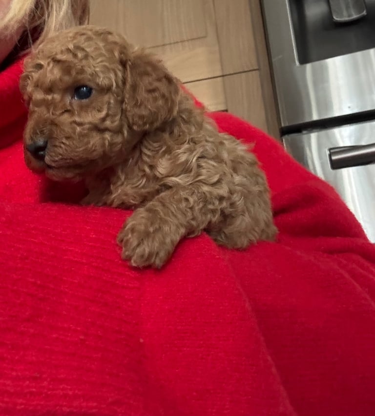 KC Red Fox miniature toy Poodle puppy ready now