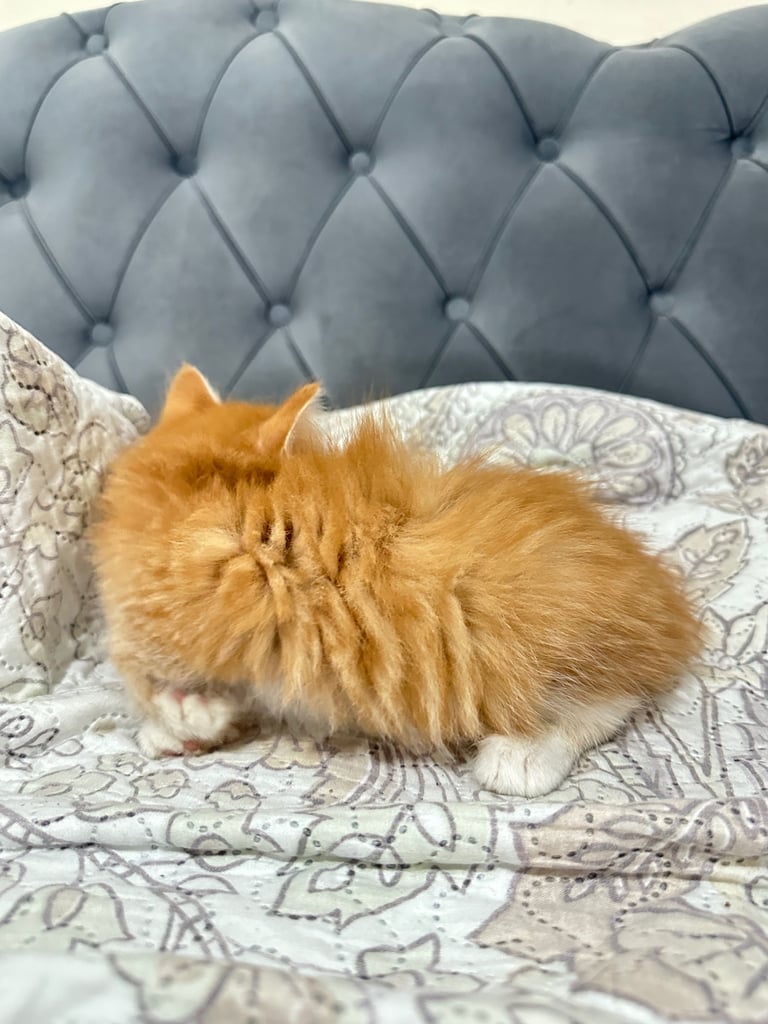 4 Beautiful Playful Kittens – Short Hair & Fluffy Persian Mixes