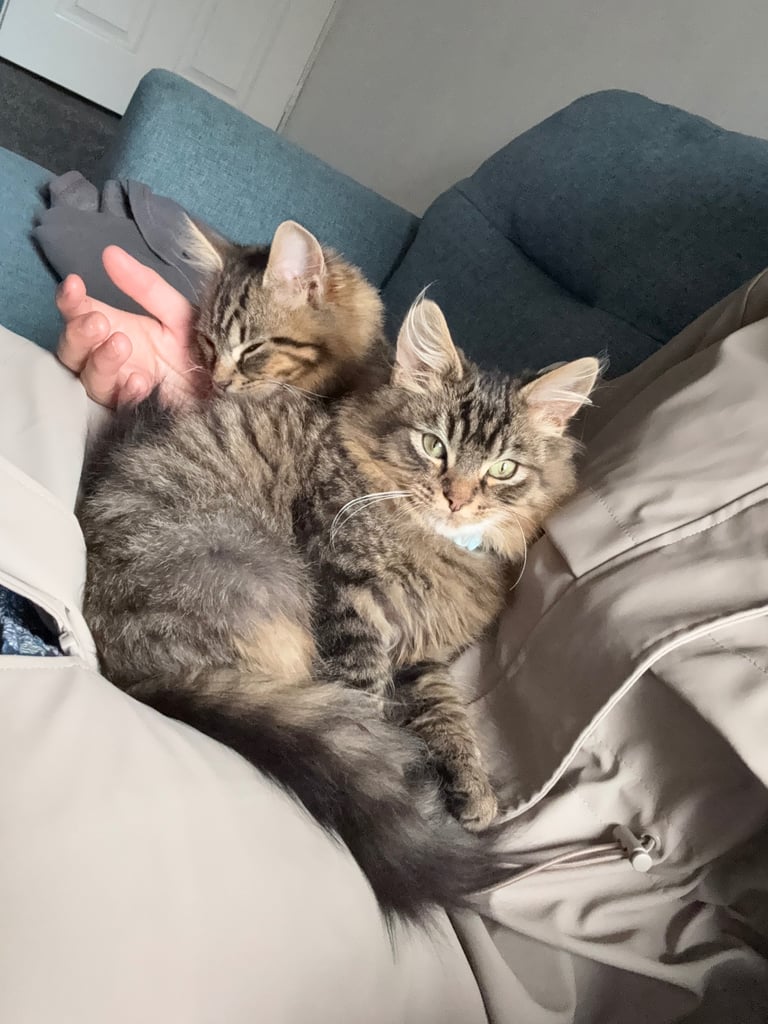 2 kittens available