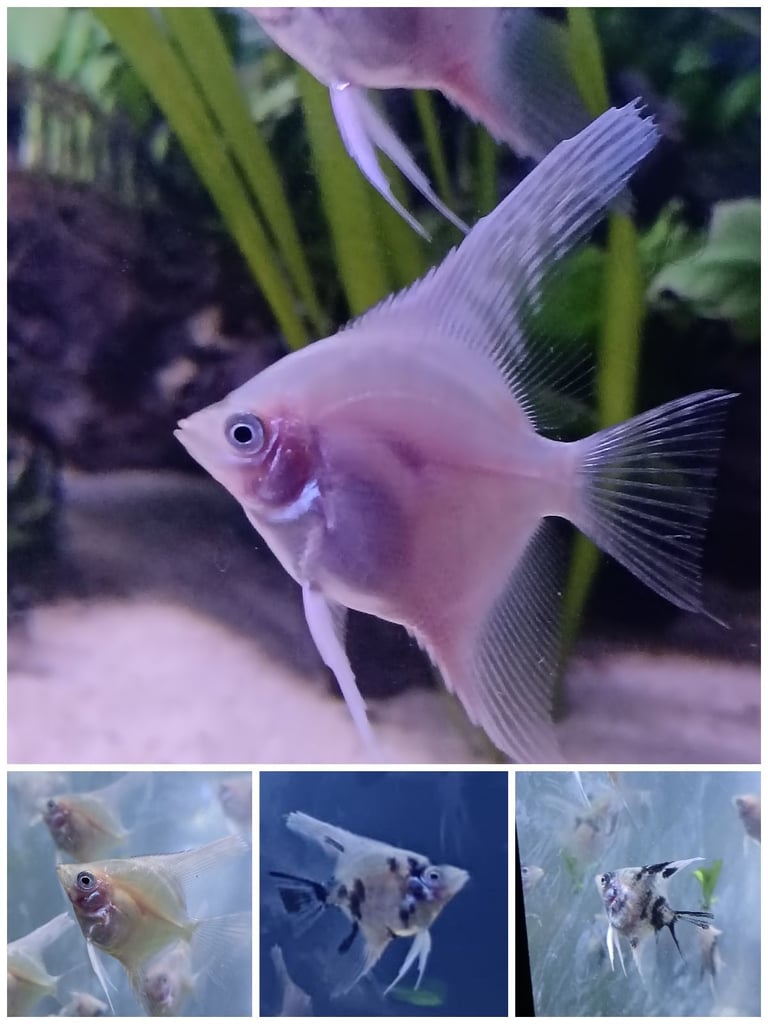 Mixed lot fish Angel fish kribensis and convicts 