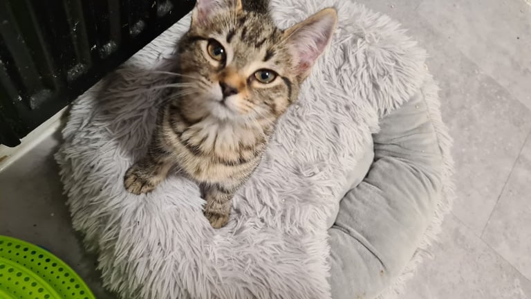 Blue russian x female kitten 