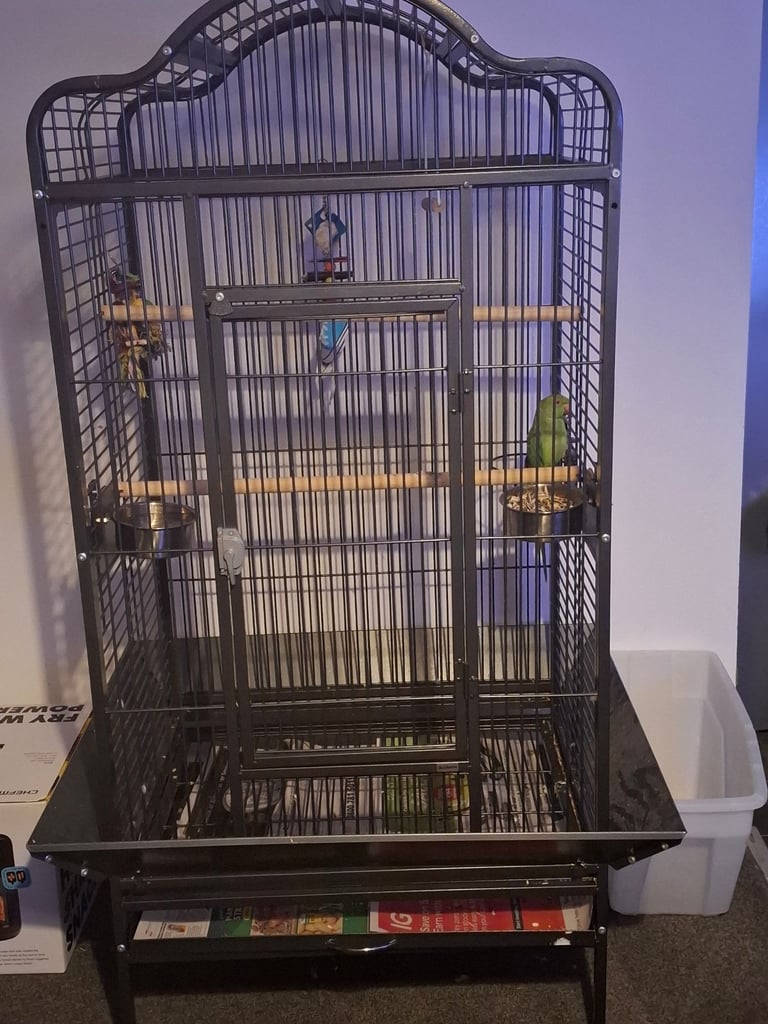 Ringneck parrot