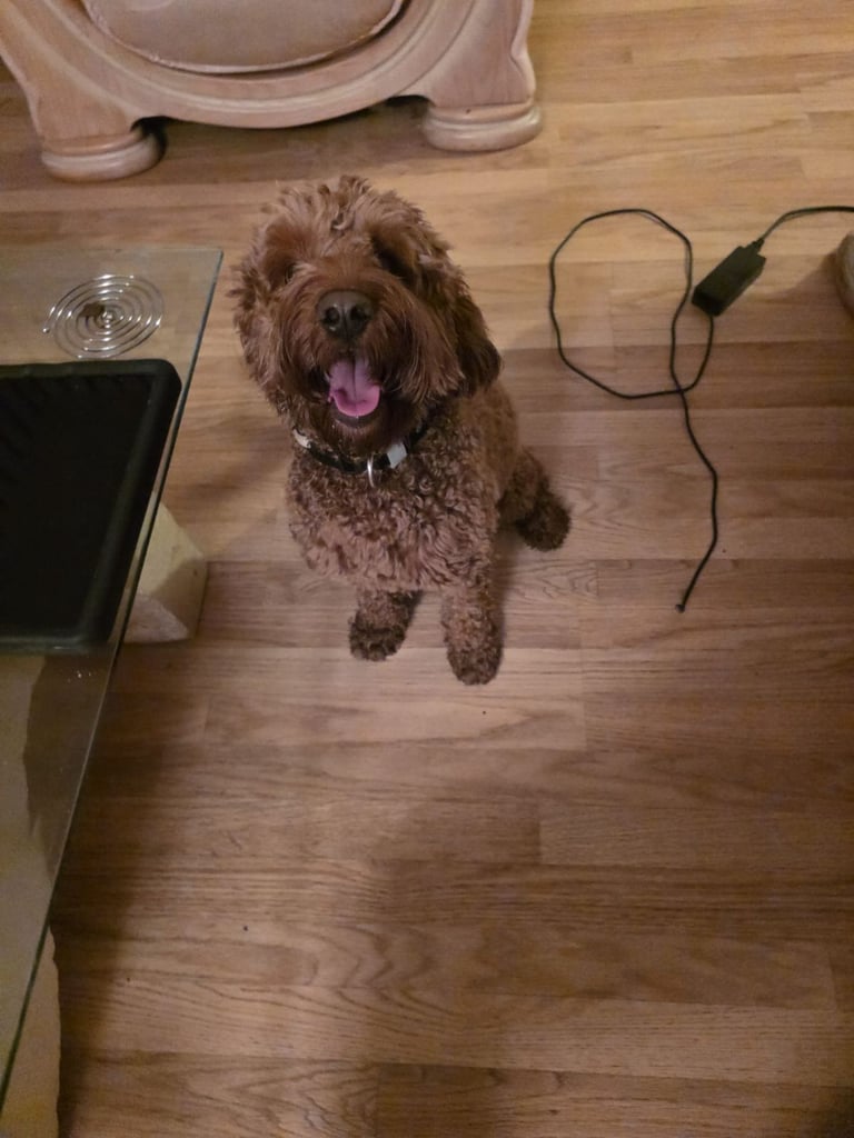 image for Cavapoo boy 