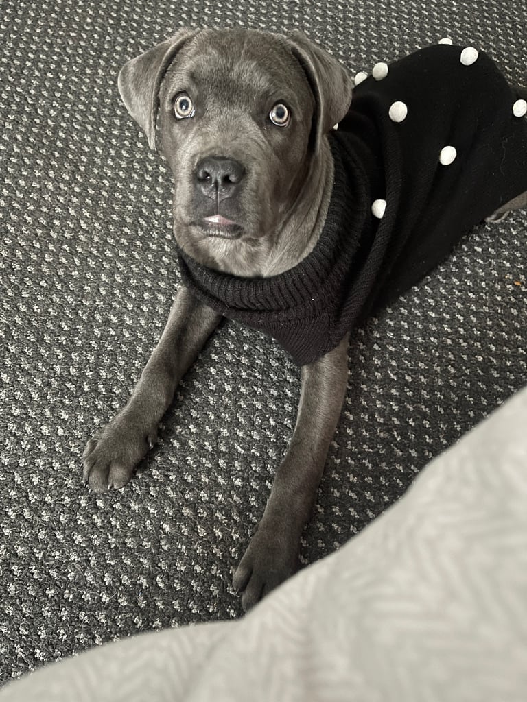 Healthy 1-Year-Old Female Cane Corso- Looking for a loving Home