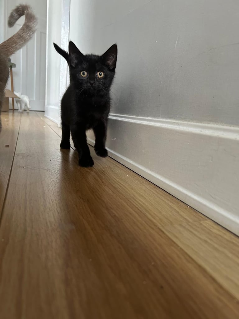 Kitten for sale