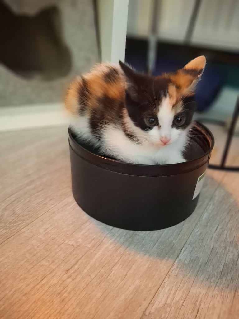 3 Girl Kittens For Sale