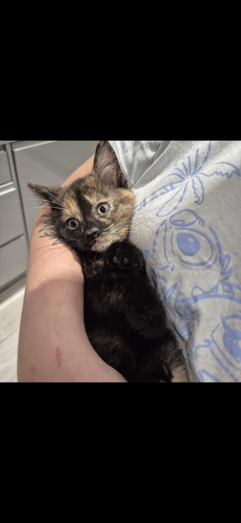 Gorgeous female kittens looking for their forever home 