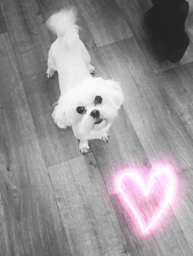 FINAL REDUCTION f1 dna tested maltipoos