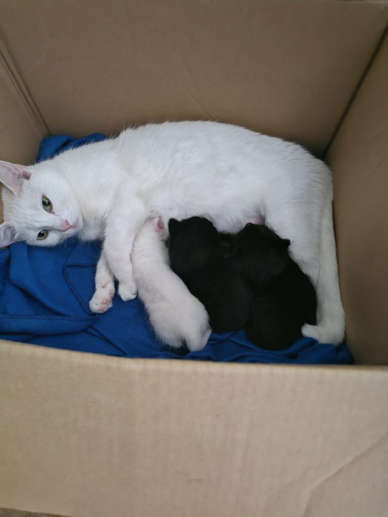Black and white kittens for sale