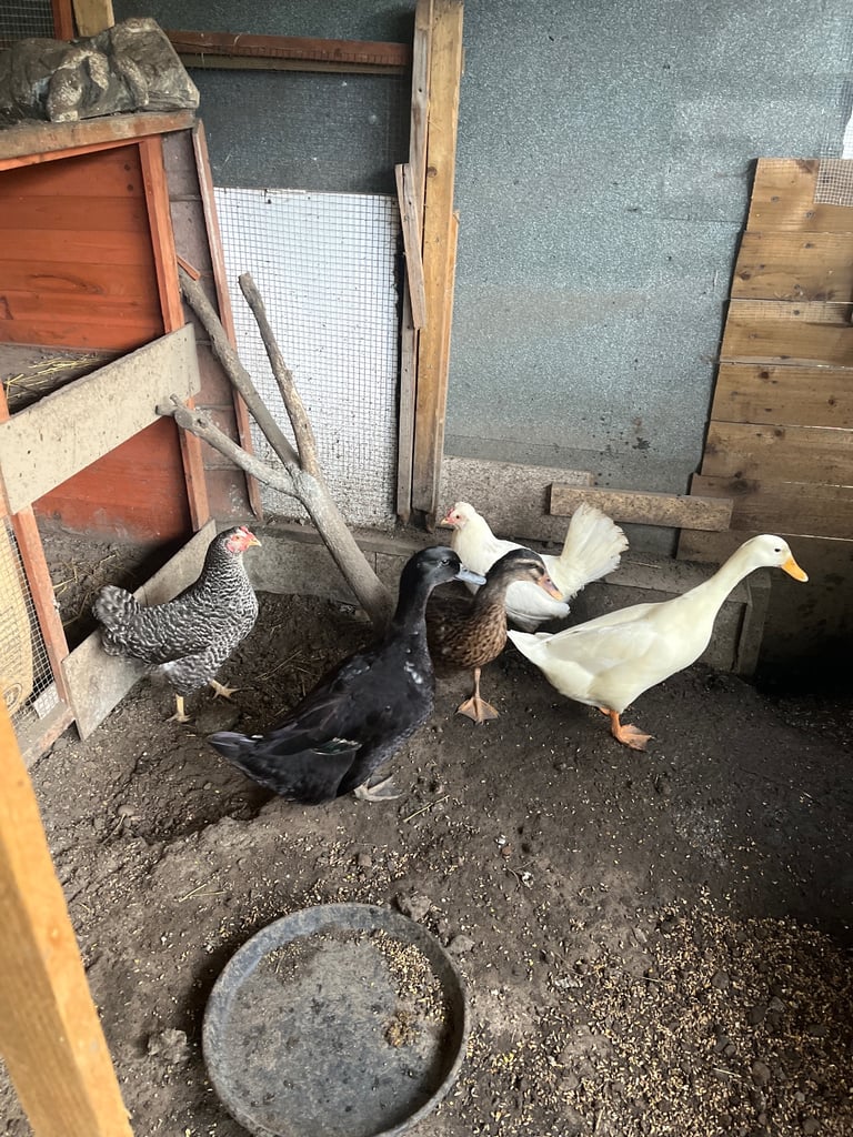 3 Ducks and 5  chickens 