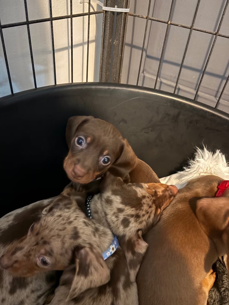 ONLY TWO LEFT ❤️❤️…….Beautiful litter of dachshund puppies 