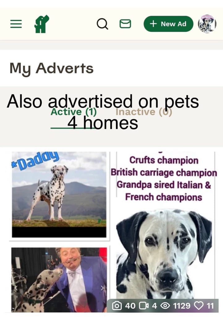 Stunning Dalmatian puppies KC reg show winners 