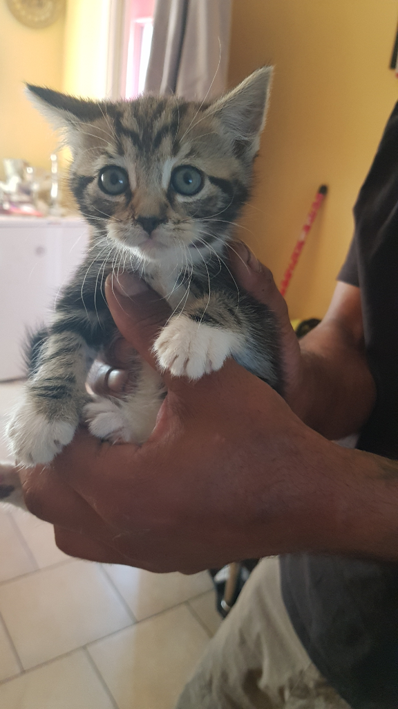 5 Beautiful kittens for sale
