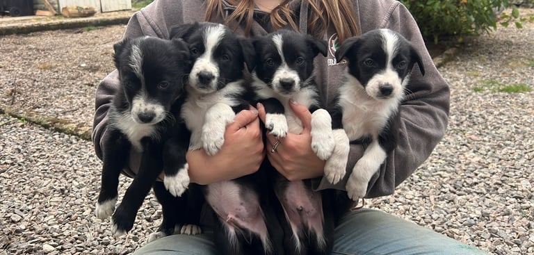 6 Working collie pups