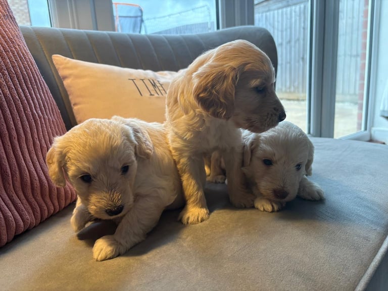 Labradoodle puppies 2 boys 3 girls 